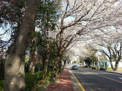 韓国桜